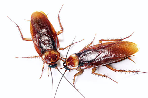 roaches-expert-pest-solutions