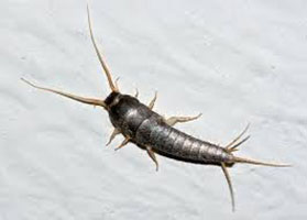 Silverfish Pest Control Springfield, Missouri