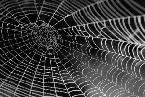 Spider Control - Knocking webs down in the Fall