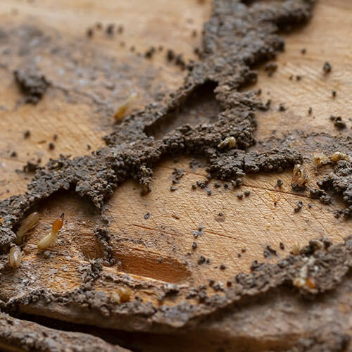 Termite Control