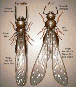 termite vs ant expert pest springfield
