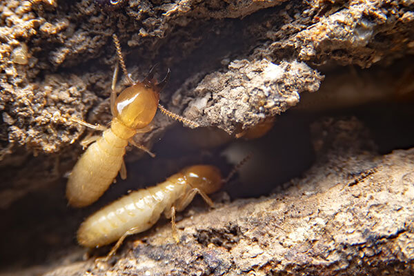 termites-expert-pest-solutions