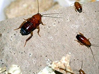expert-pest-solutions-pest-control-roaches-wood