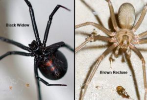 Spiders: Brown Recluse and Black Widow  Mississippi State University  Extension Service