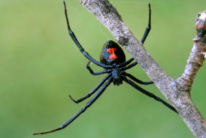 expert pest solutions pest control black widow spiders springfield missouri