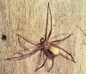 Expert Pest Solutions Pest Control Brown Recluse blog