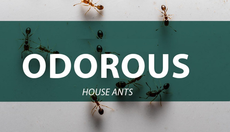 Expert-Pest-Control-ant-exterminator-house-ants-pest-control-blog