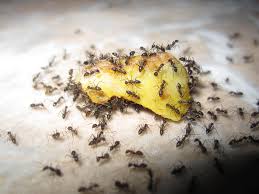 ant exterminator house ants sweet ants pest control