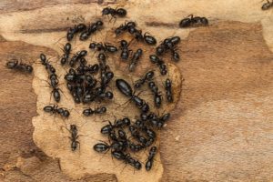 black carpenter ants pest control