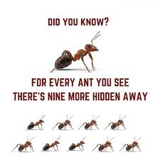 odorous house ants pest control