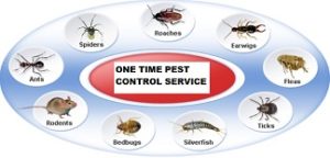 Expert-Pest-Control-Service