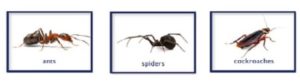 pest-control-service-one-time-ants-spiders-roaches