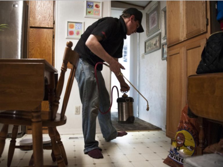 Ant Exterminator Springfield Missouri Gets Rid Of Infestations