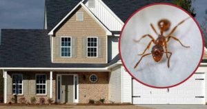 ant pest control solutions springfield mo