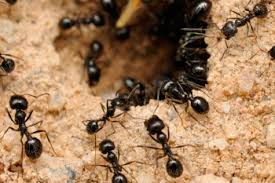 springfield mo ant infestations pest control