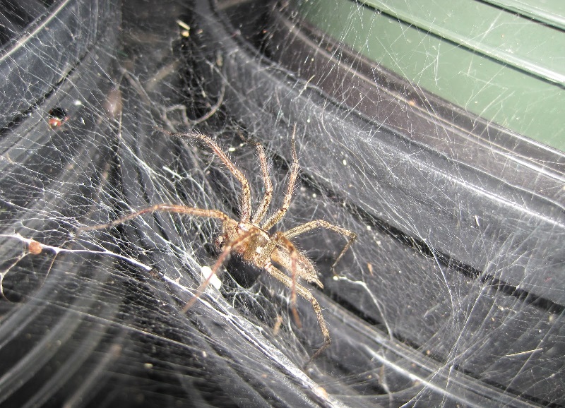 Expert-Pest-Solutions Pest Control Brown Recluse Habitats blog