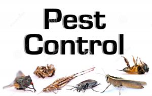 Expert Pest Control Service Springfield MO Ozarks blog