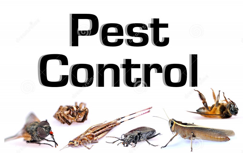 The 10 Best Termite Companies in Liberty, MO (with Free Estimates)