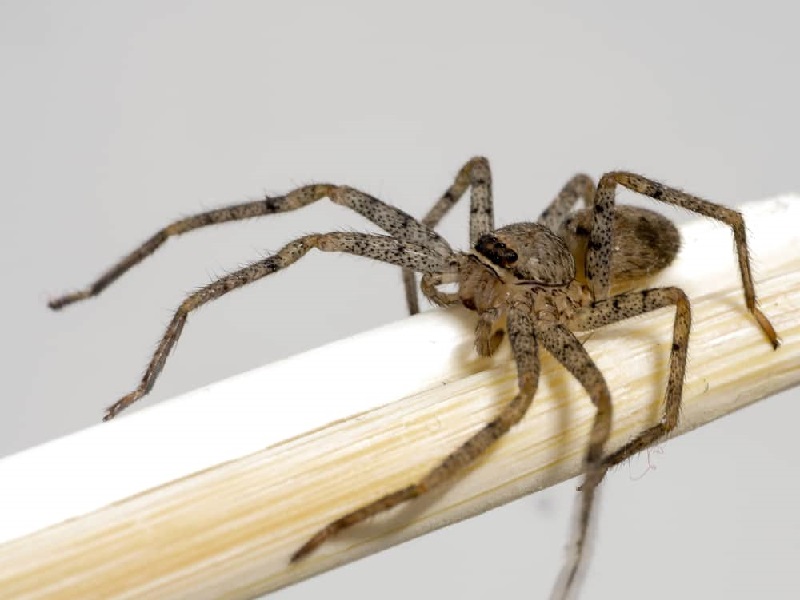 Expert Pest Control of Brown Recluse Spider Lookalike Spiders blog