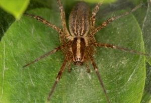 Funnel Web Weaver Spiders