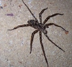 Huntsman Spiders