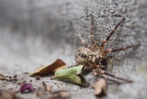 Wolf Spiders Springfield MO