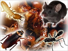 pest control service plan