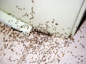 Ant Control Services