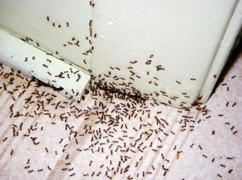 Expert Pest Control Ants in Springfield Missouri blog
