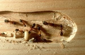carpenter ant solutions