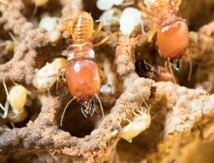 Expert Pest Solutions Termite Exterminator in Springfield Missouri blog