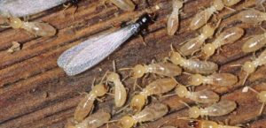 termite pest control springfield mo