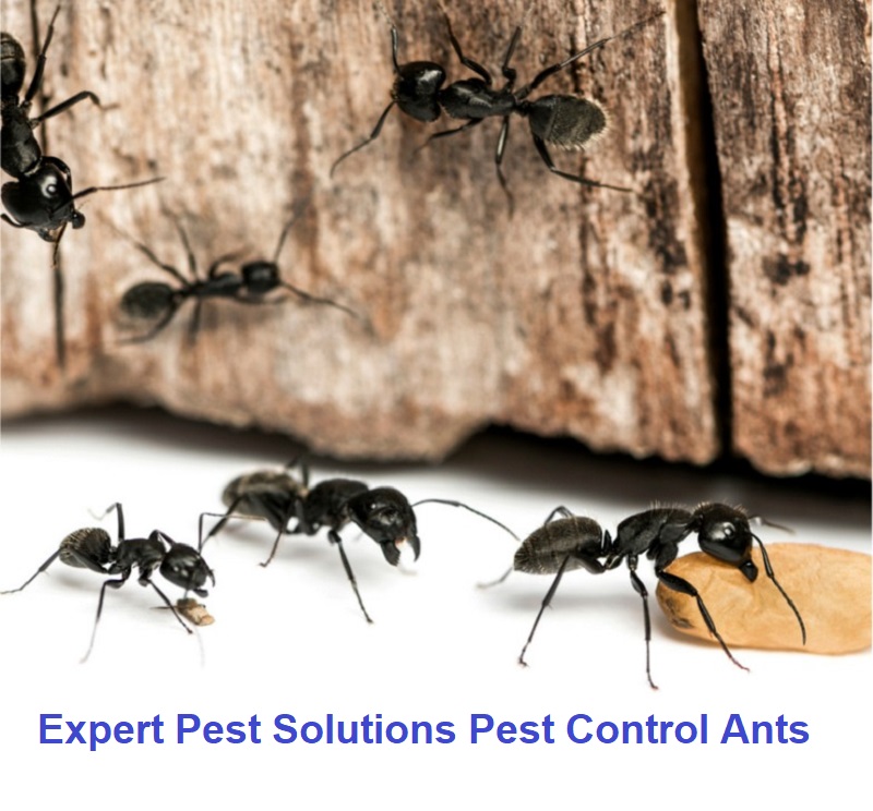 Expert Pest Solutions Pest Control Ants - How to Get Rid Of blog