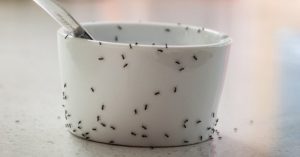 how to get rid of ants in springfield mo