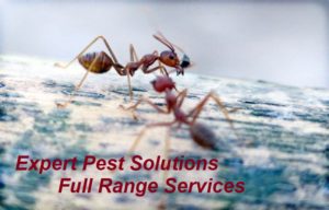 Expert Pest Solutions Pest Control Ants Full Range Services blog