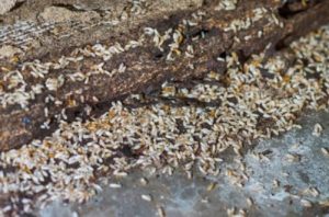 Expert Pest Solutions Pest Control Services Termites Prevention blog