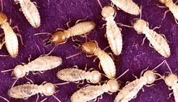termite infestation springfield mo