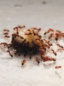 Pest Control Ants