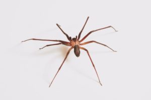 Brown Recluse Spider Springfield MO