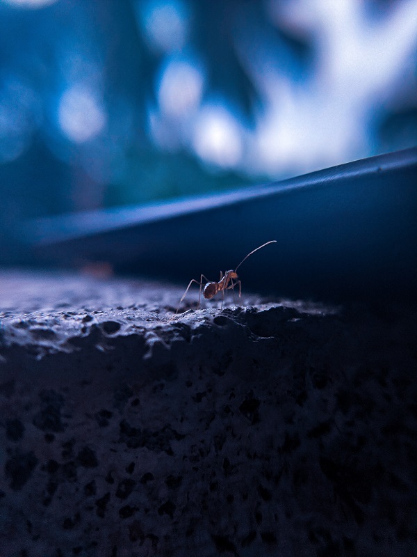 ant exterminator springfield MO