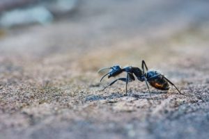Ant exterminator