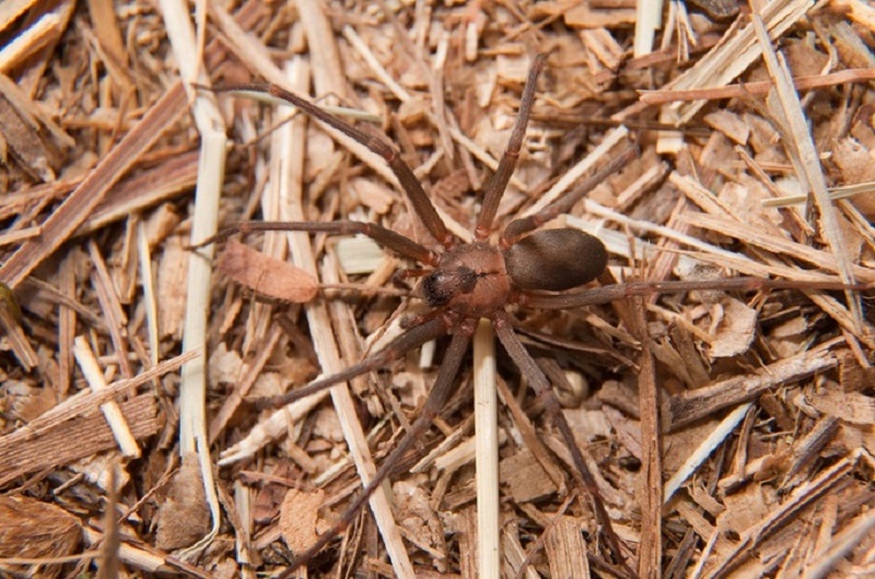 Brown Recluse Spider