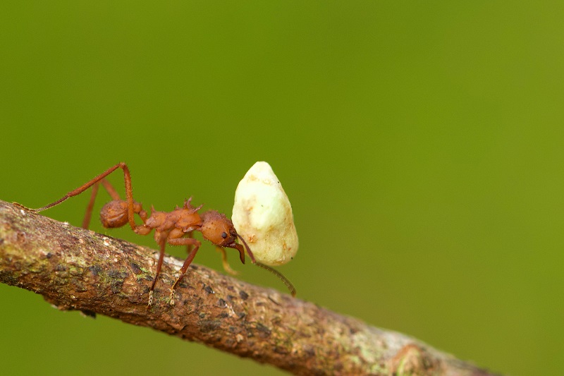 Ant Exterminator