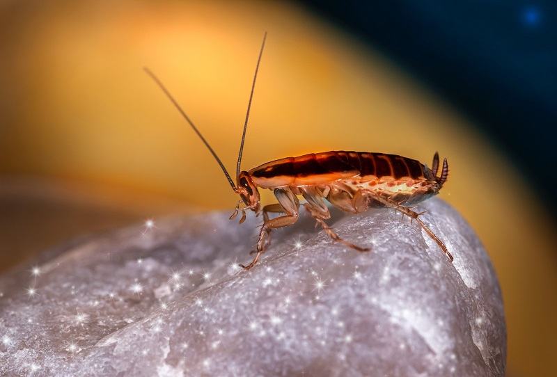 pest control roaches