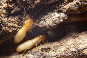 Pest Control Termites