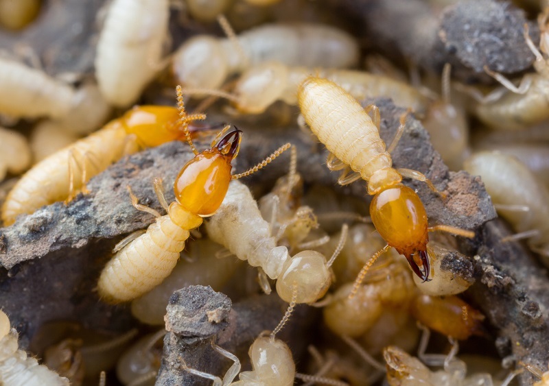 Termite Exterminator