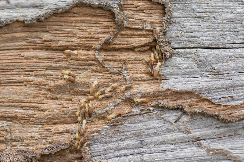 Closeup wood has been damaged eat by termite