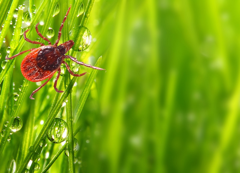 Tick on green grass. Dangerous parasite. This animal is vehicle