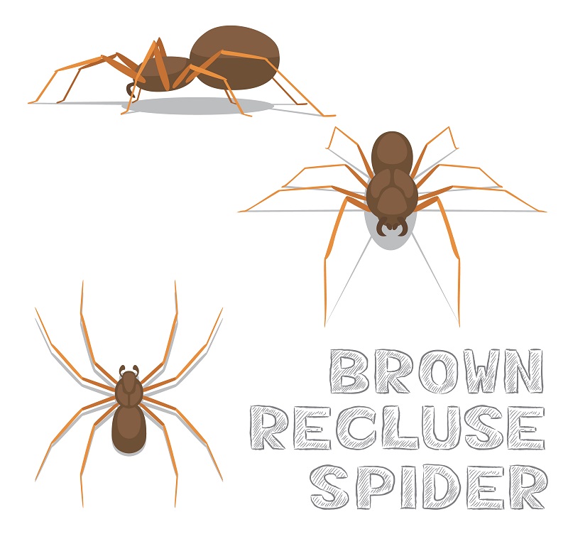 Spider Brown Recluse Spider Cartoon Vector Illustration