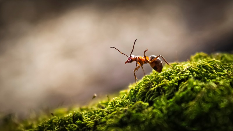 Ant-Exterminator-Blog 145224683